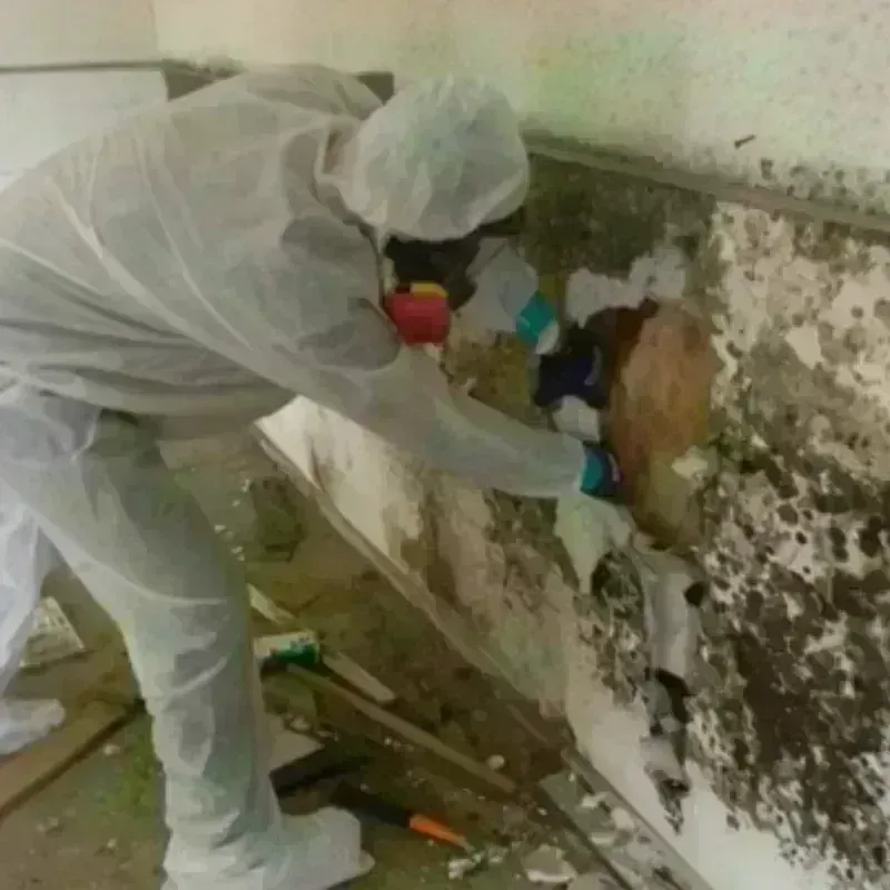 Mold Remediation and Removal in Marshville, NC